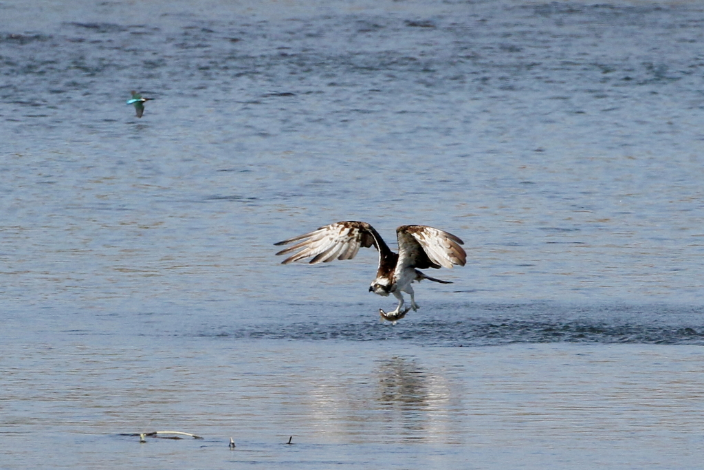 お魚捕れました１