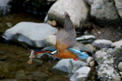 ママカワ