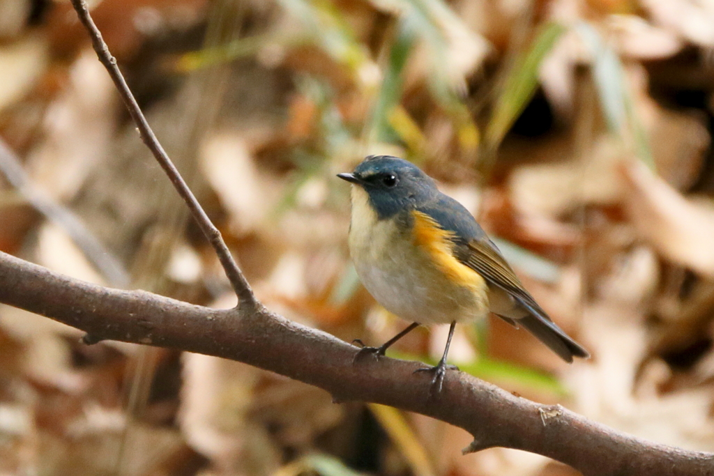 ルリ君出ておいで