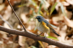 ルリ君出ておいで