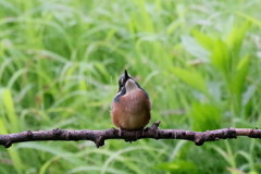 雨だ！！