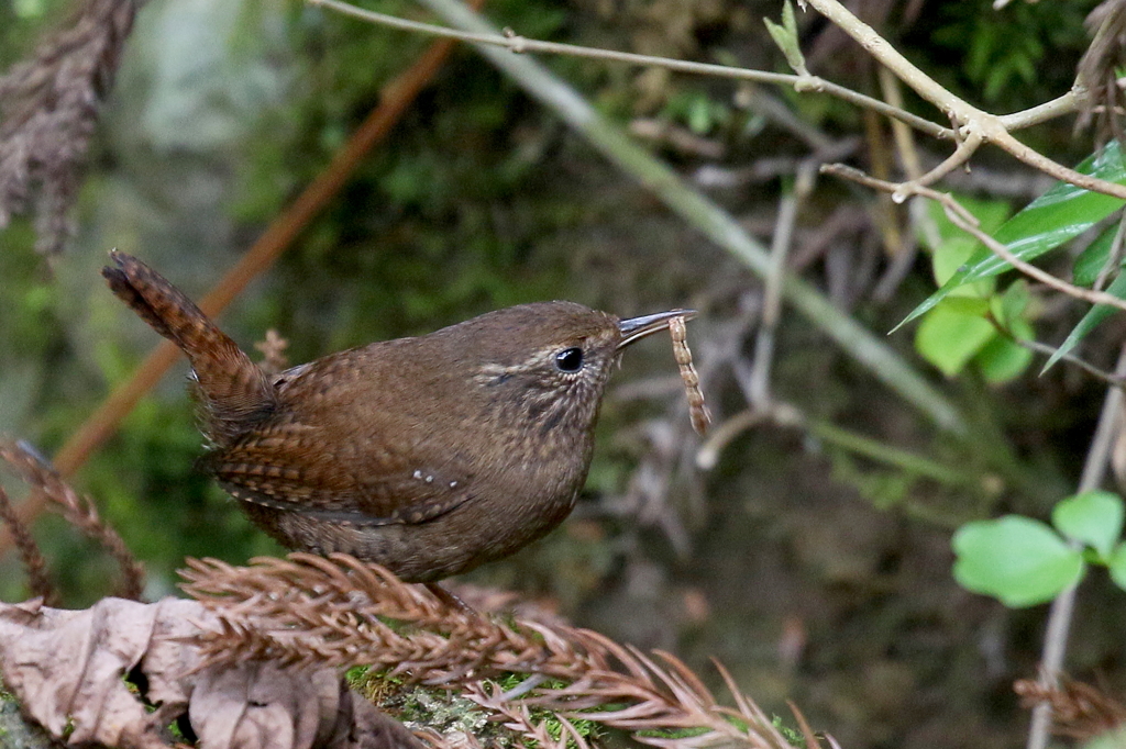ご飯係３