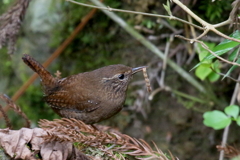 ご飯係３