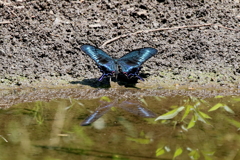 カラスアゲハ