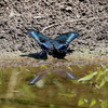 カラスアゲハ