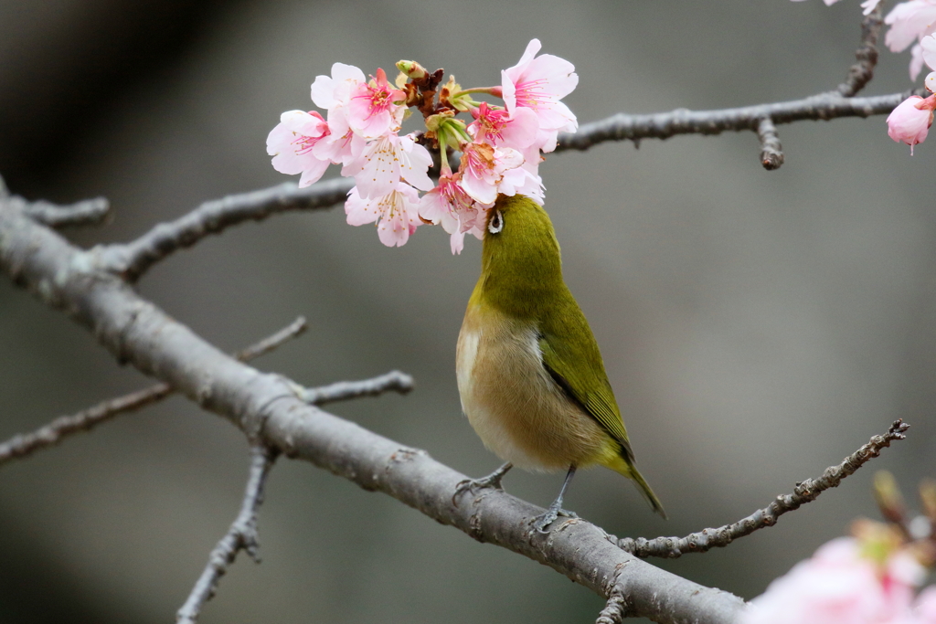 大寒桜とメジロさん１