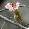 大寒桜とメジロさん１