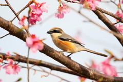 桜モズ