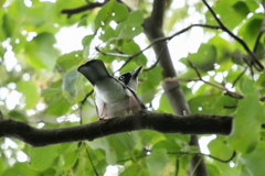 カケス