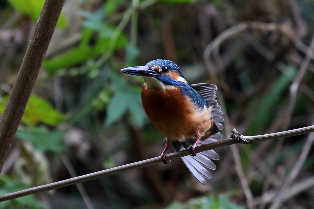 今日のカワさん