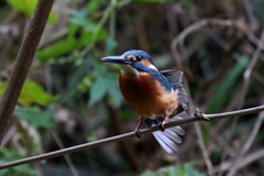 今日のカワさん