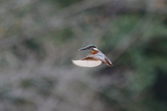 Ｓ面ホバ１－１