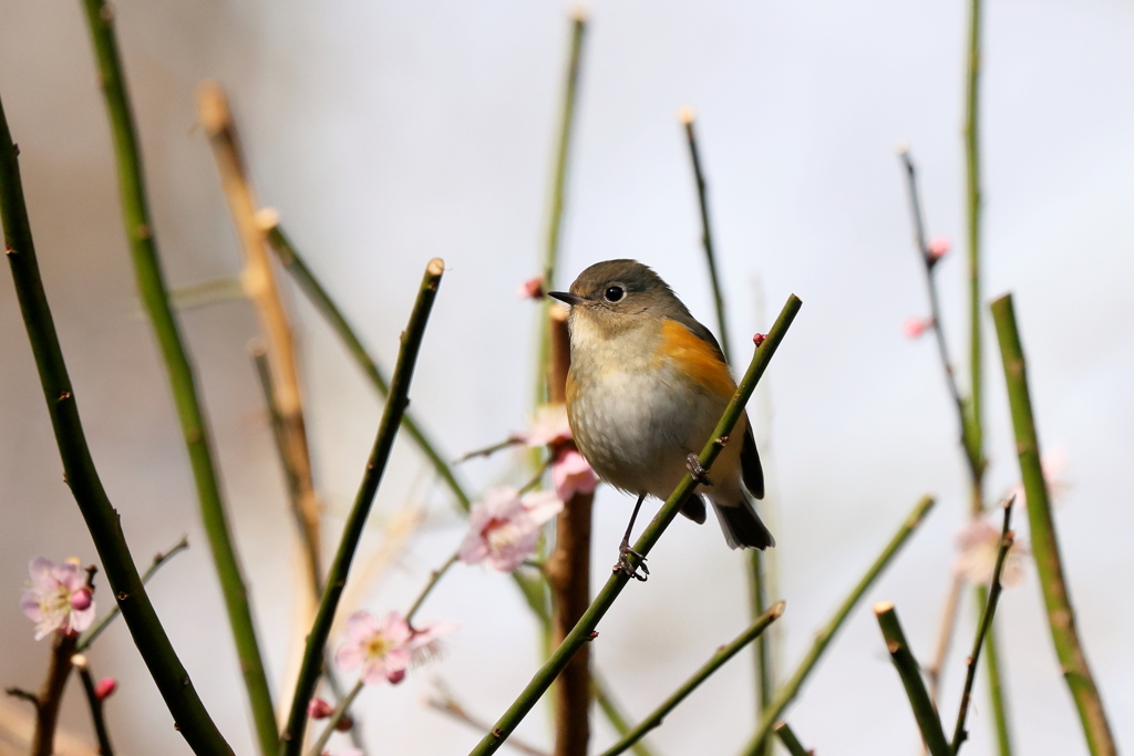 梅ルリちゃん２
