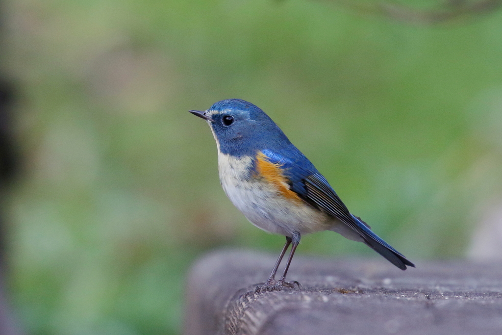 ルリビタキ君２