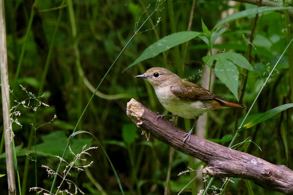 キビちゃん登場１