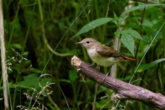 キビちゃん登場１