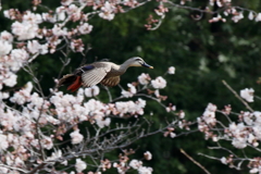 桜カルチャン