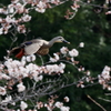 桜カルチャン