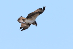 本日のミサゴ３