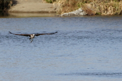 お魚捕れました２