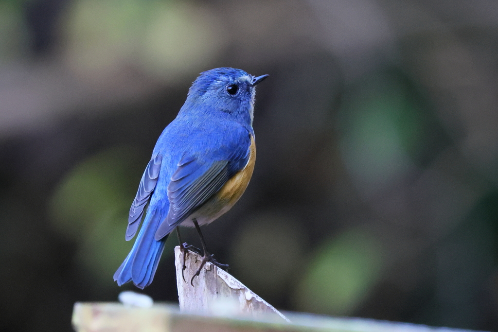 ルリビタキ君２