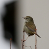 うぐいす