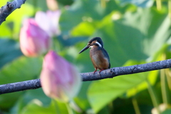 なんちゃってハスカワ