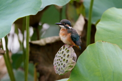娘さん　末っ子？