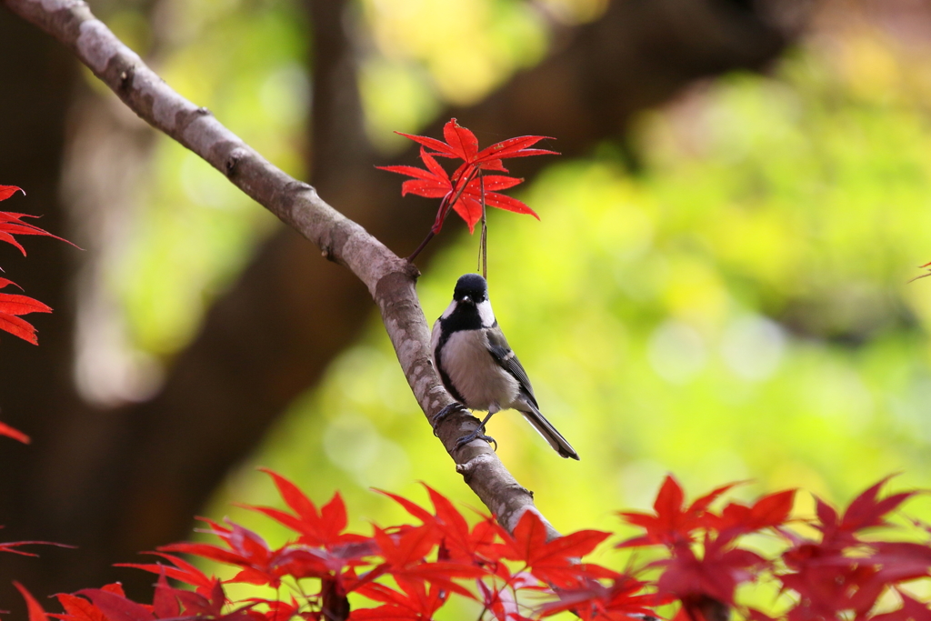 紅葉傘