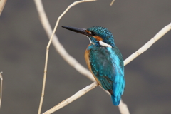今日のカワ男君