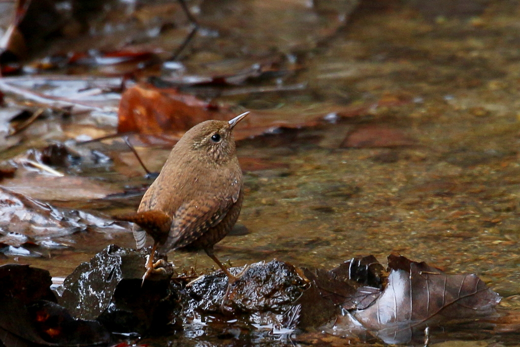 ミソサザイさん１
