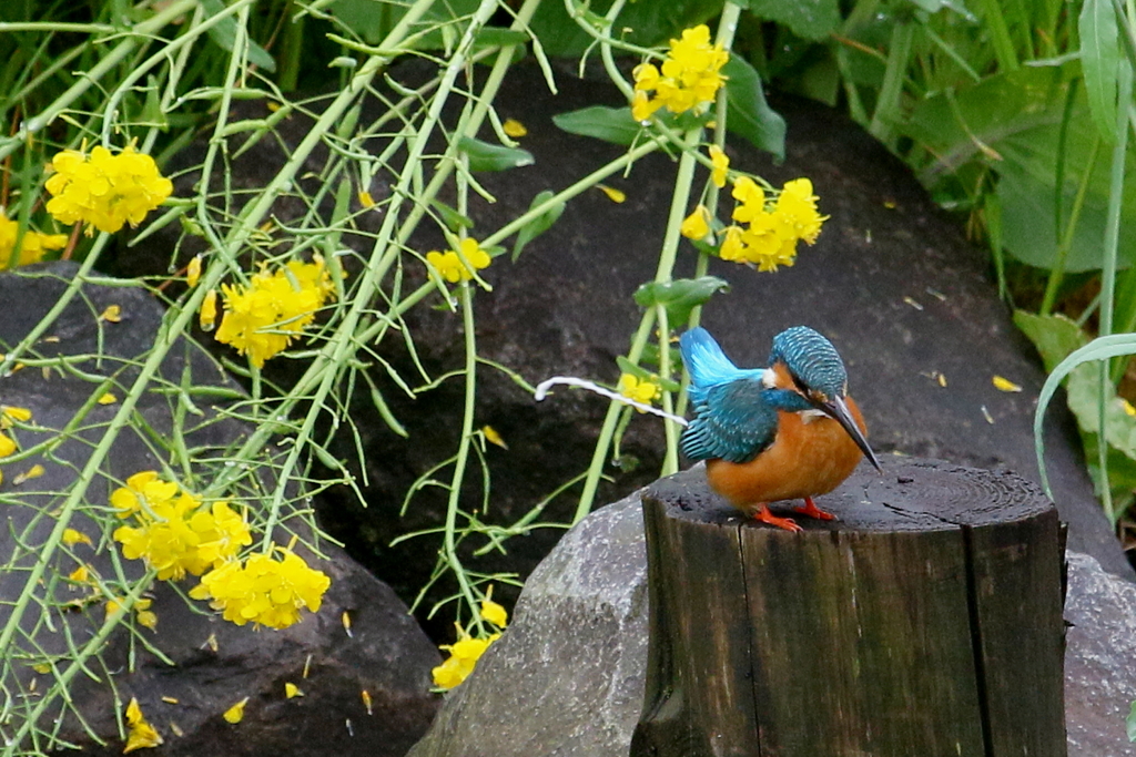 失礼いたします