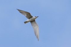 コアジサシさん２