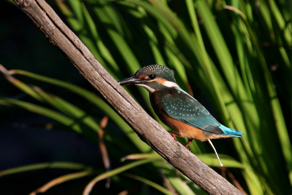 夕暮れ若セミ２