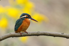 今日のカワ子ちゃん２