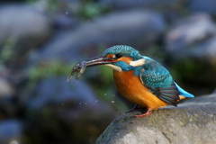 本日のえもの２