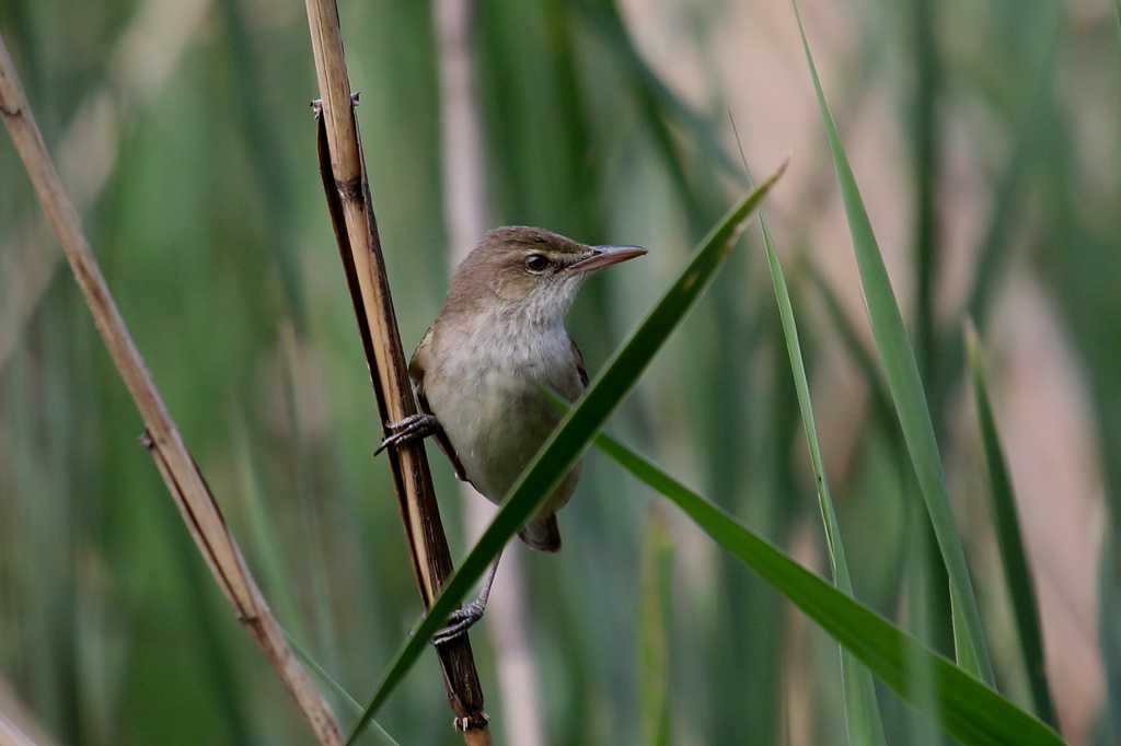 今シーズン初１