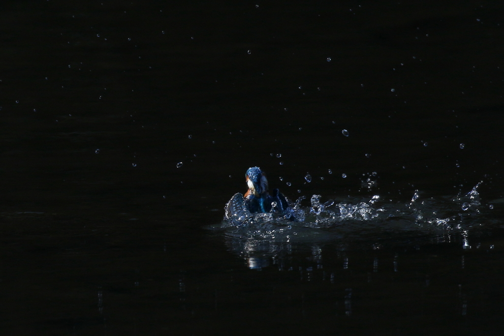 ニョキッ カワセミ君