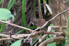ご飯係