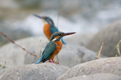 縄張り争いではありません