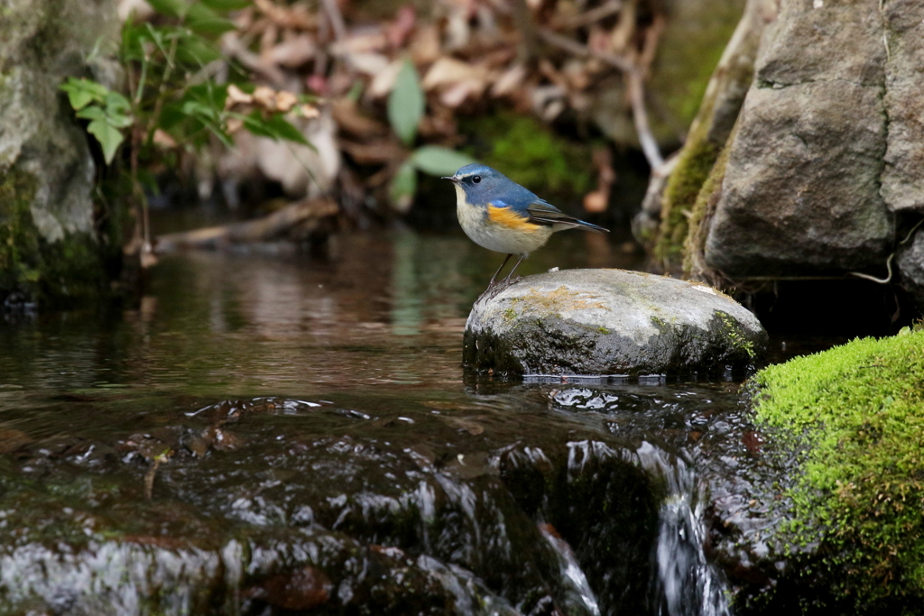 水辺のルリ君