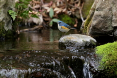 水辺のルリ君
