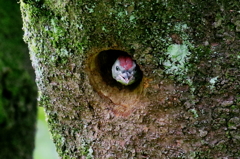 あおチビ