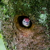 あおチビ