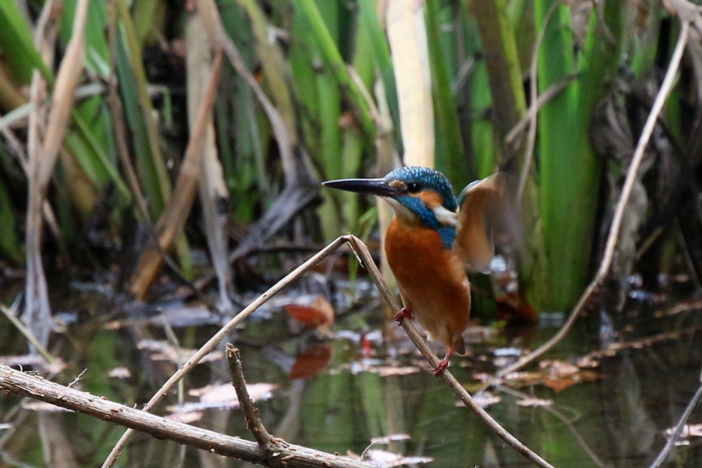 今日のカワちゃん
