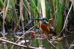今日のカワちゃん