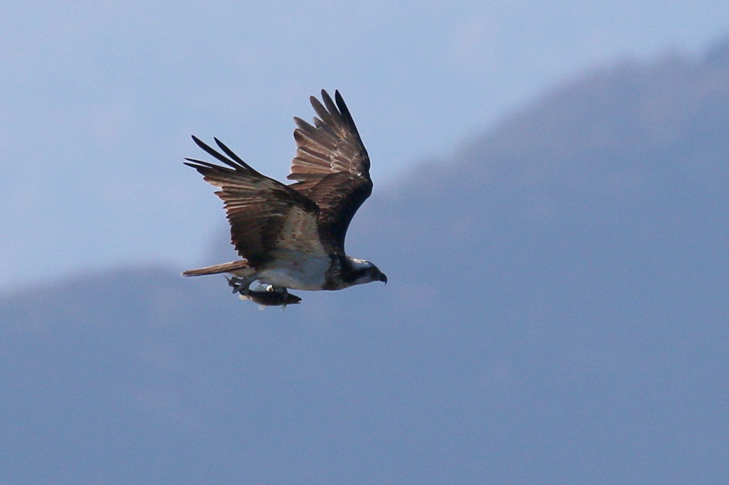 本日のミサちゃん