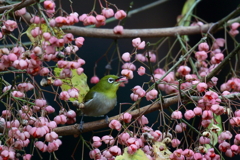 マユミとメジロ２