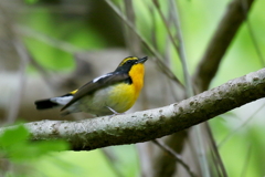 キビタキさん３