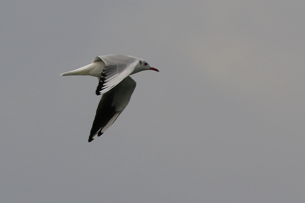 ユリカモメさん